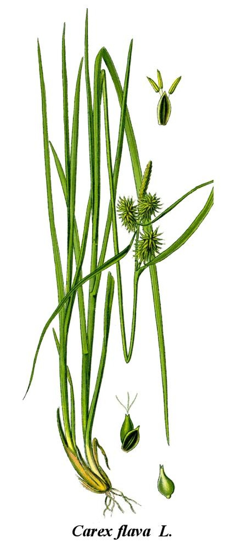 Yellow Sedge photo 3