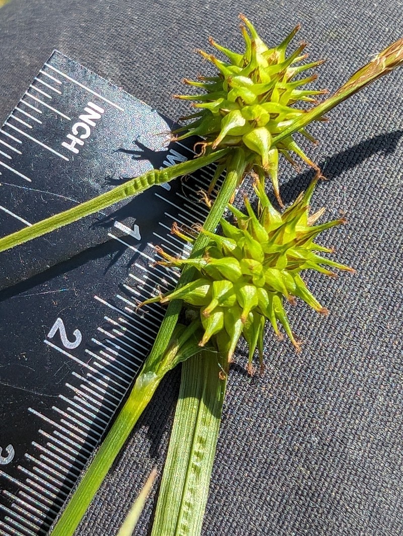 Yellow Sedge photo 4