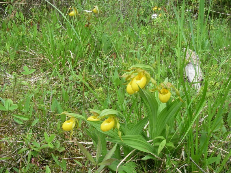 Yellow Sedge photo 5