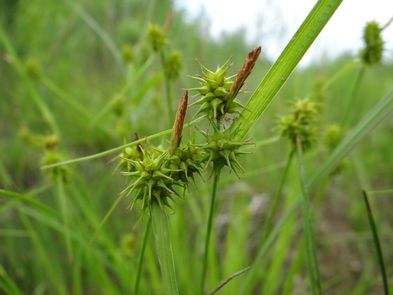 Yellow Sedge photo 6