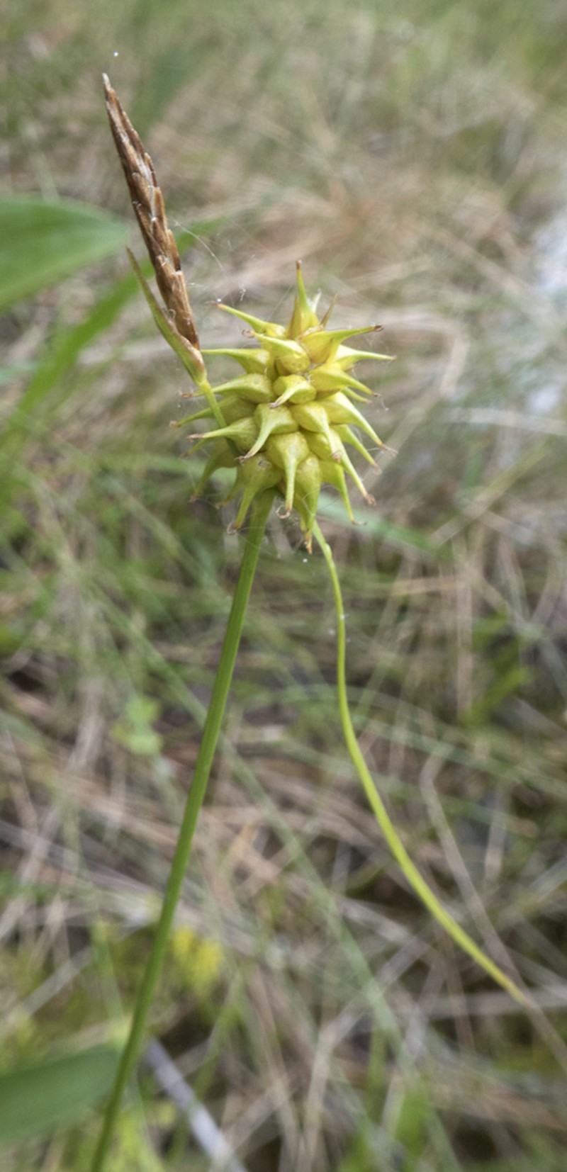 Yellow Sedge photo 7