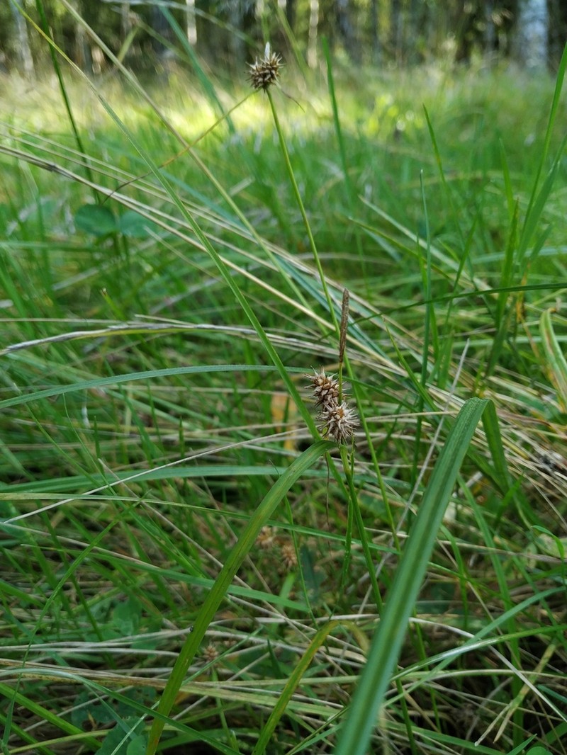 Yellow Sedge photo 8