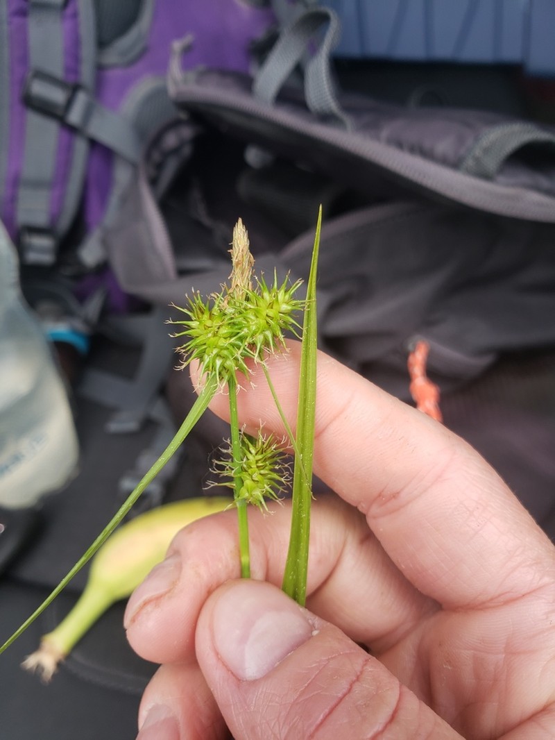 Yellow Sedge photo 9