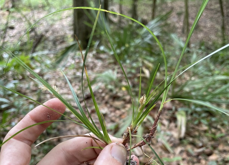 Florida Sedge