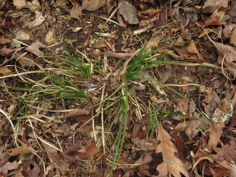 Florida Sedge photo 2