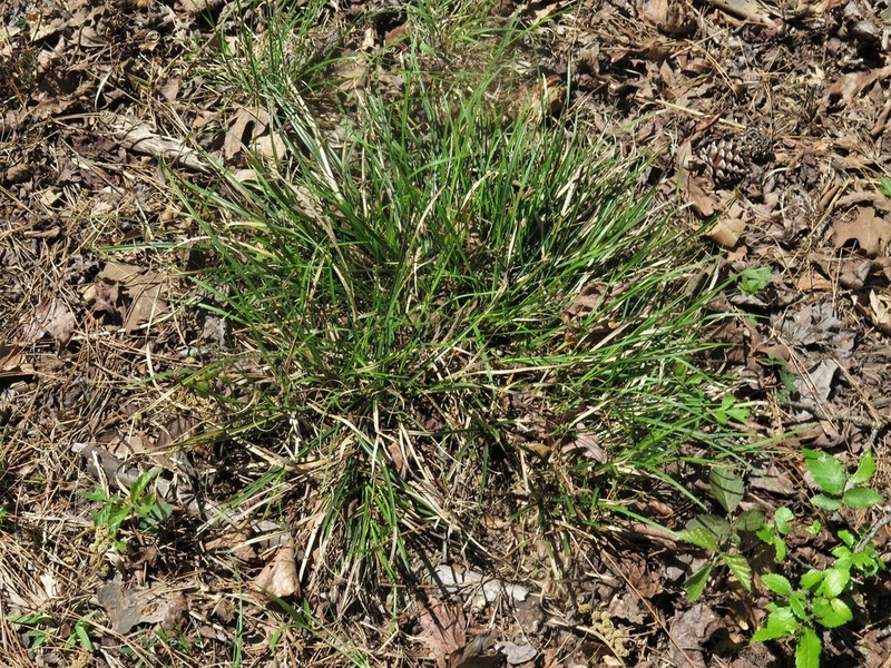 Florida Sedge photo 3
