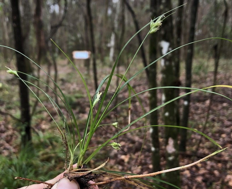 Florida Sedge photo 4
