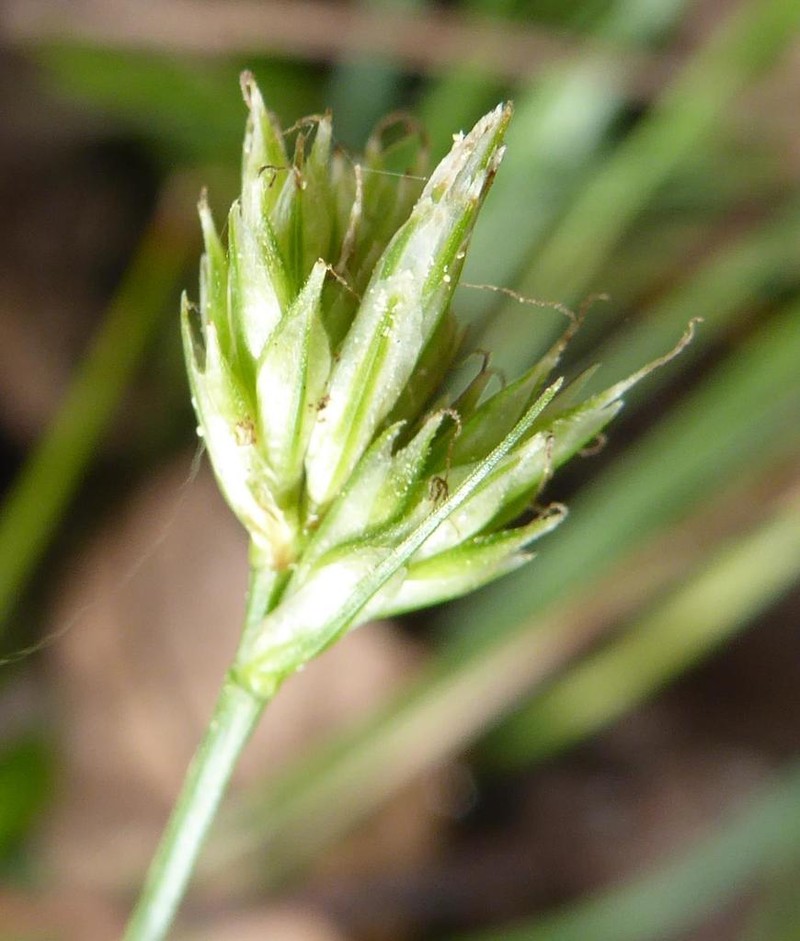 Florida Sedge photo 5
