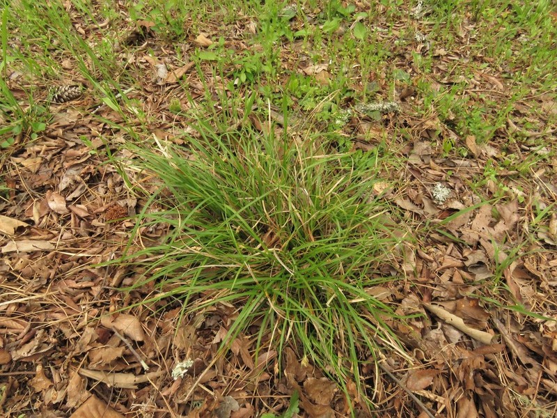 Florida Sedge photo 6