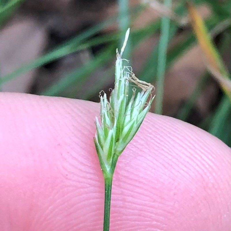 Florida Sedge photo 7