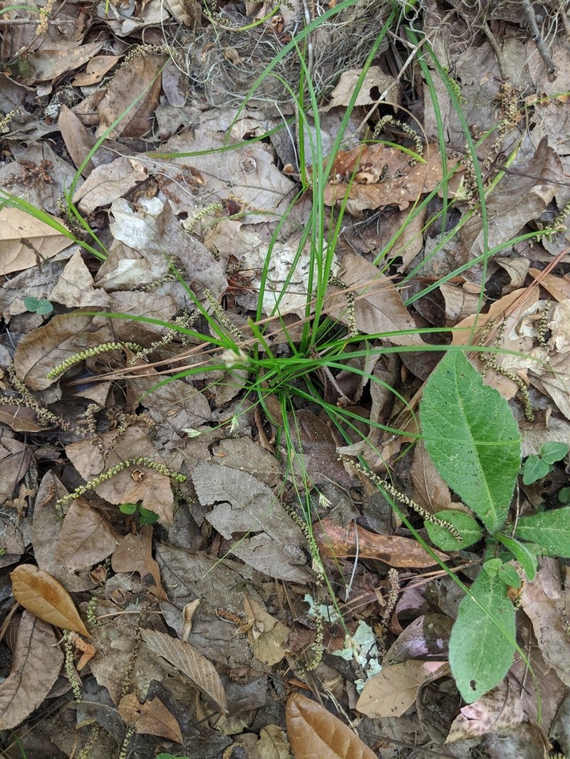 Florida Sedge photo 8