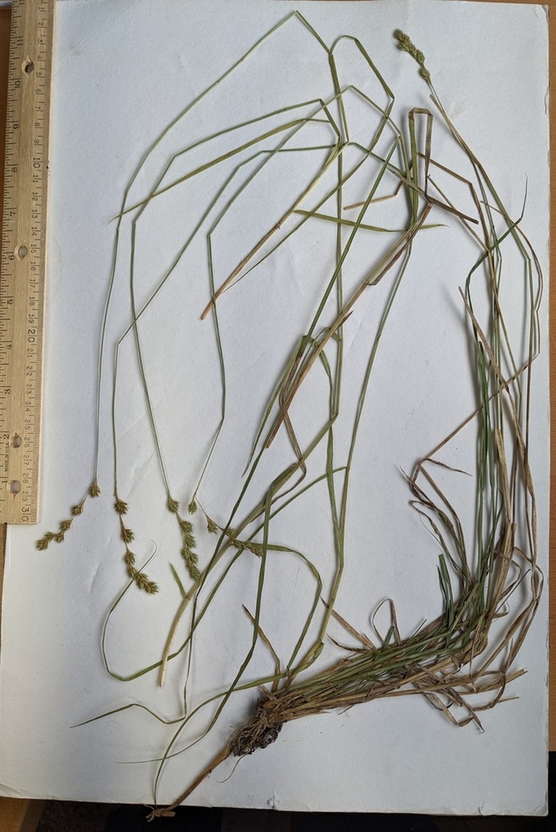 Carex foenea photo 2