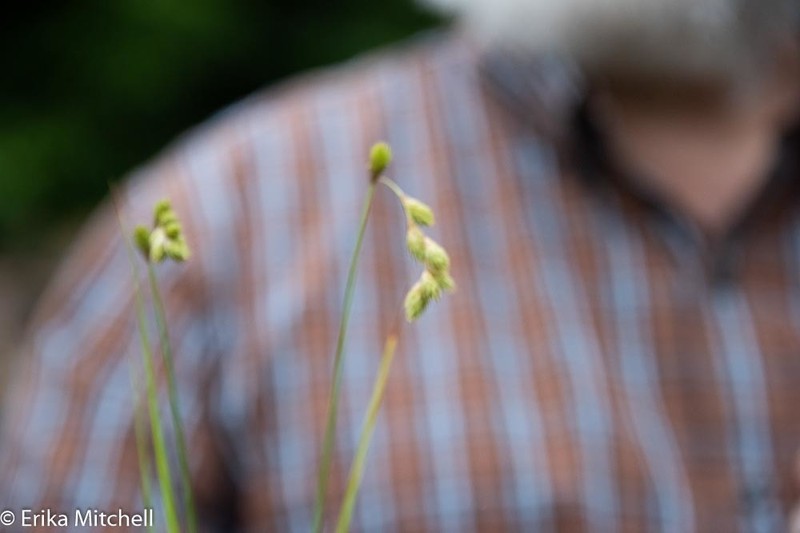 Carex foenea photo 3