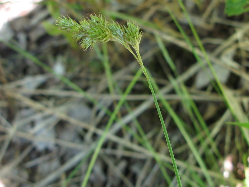 Carex foenea photo 4