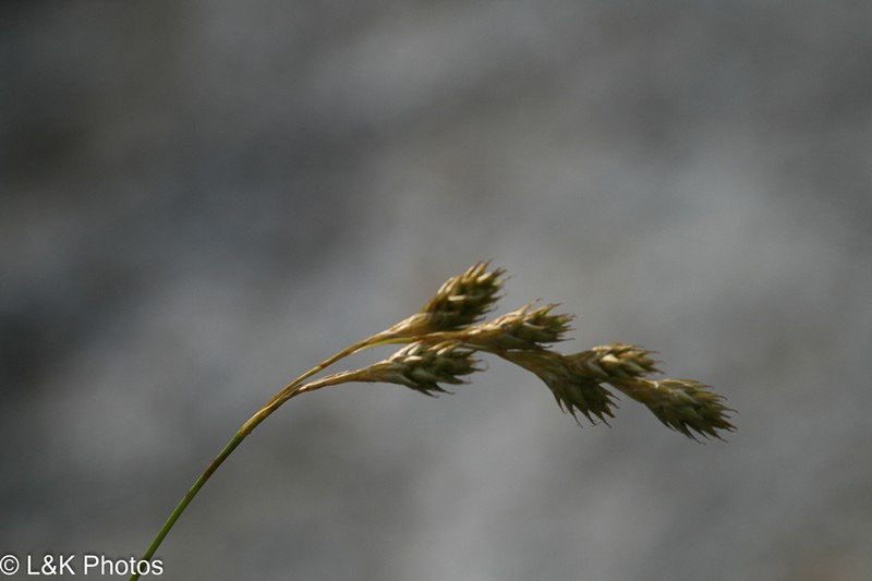Carex foenea photo 5