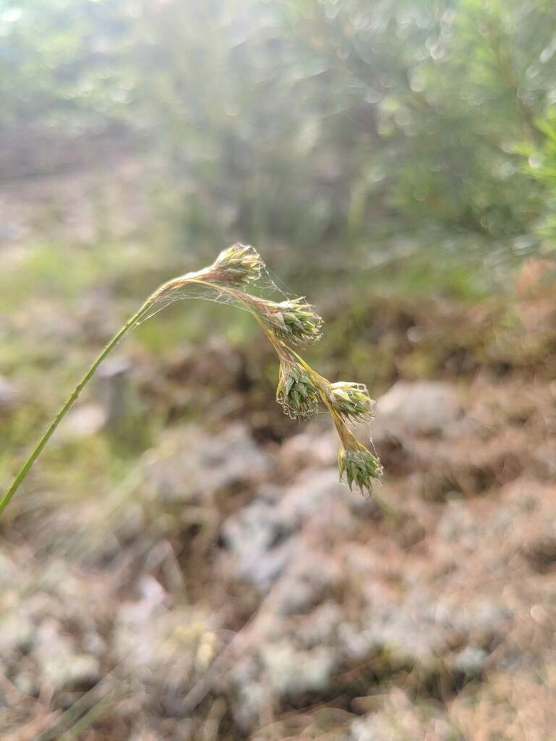 Carex foenea photo 6