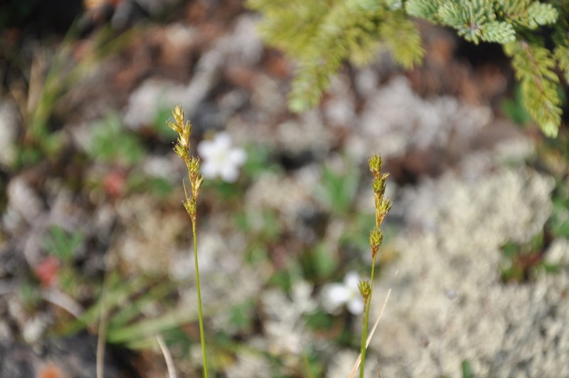 Carex foenea photo 8