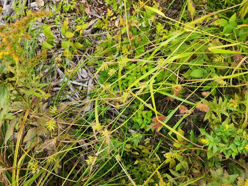 Northern Long Sedge photo 4