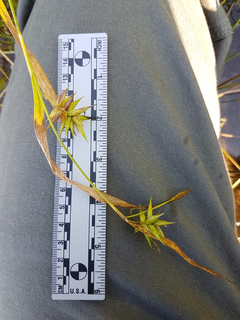 Northern Long Sedge photo 5