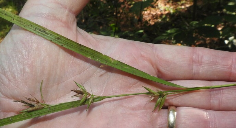 Northern Long Sedge photo 6
