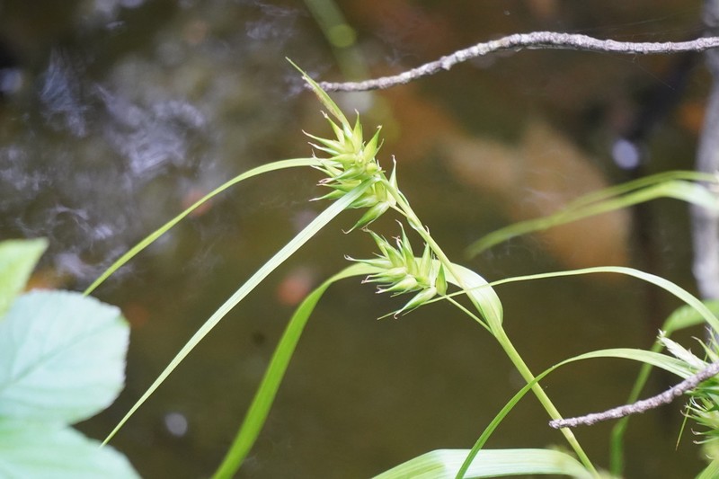 Northern Long Sedge photo 7