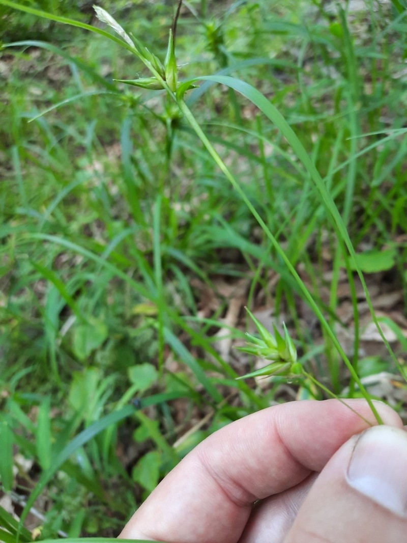 Northern Long Sedge photo 8