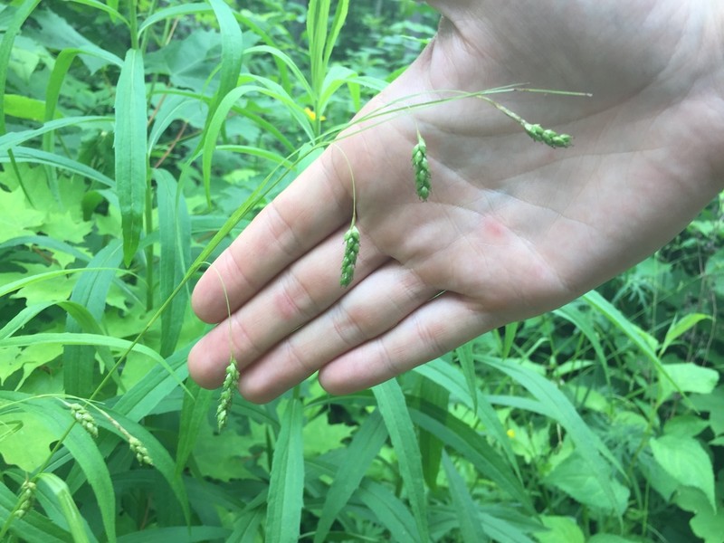Handsome Sedge photo 8