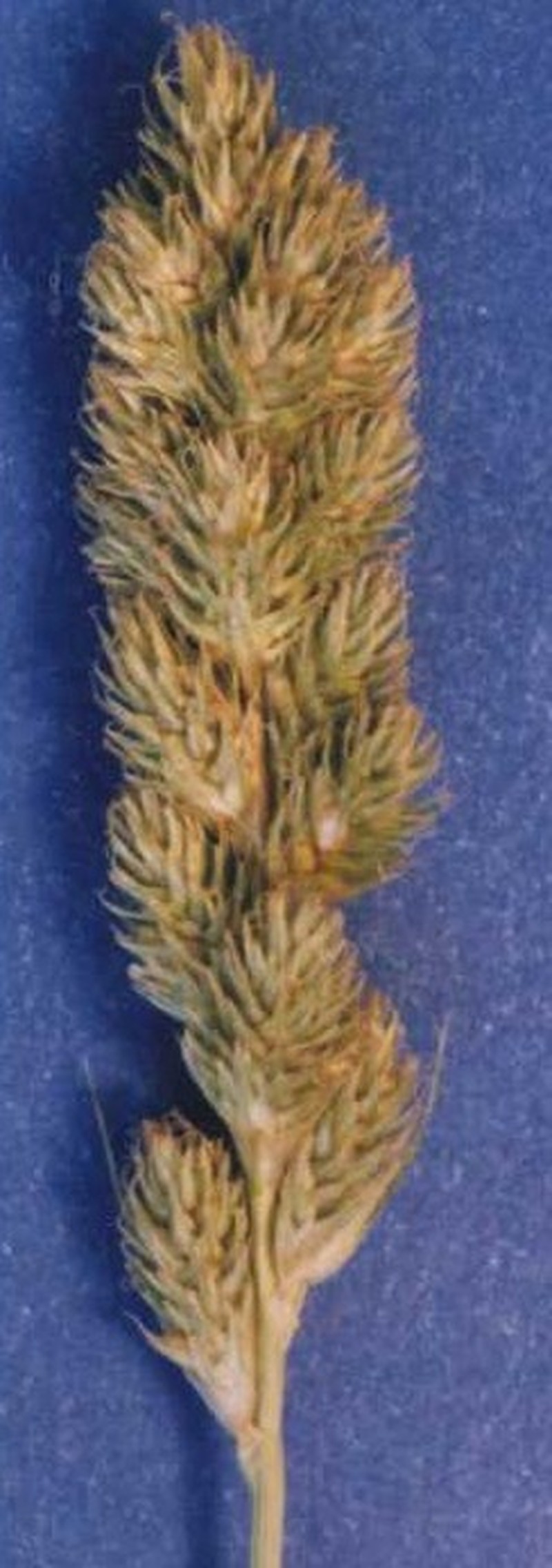 Fragile Sheath Sedge