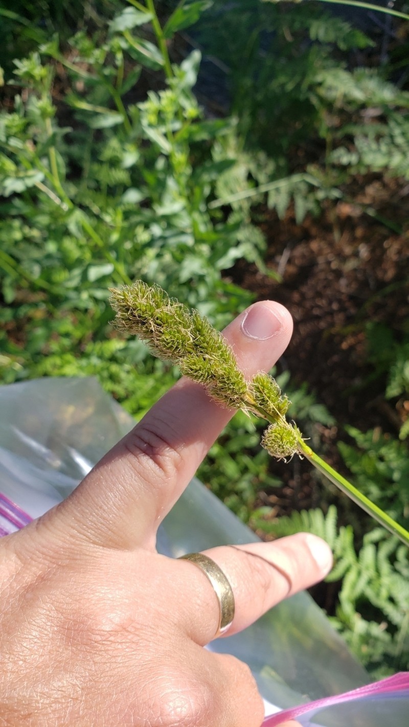 Fragile Sheath Sedge photo 4