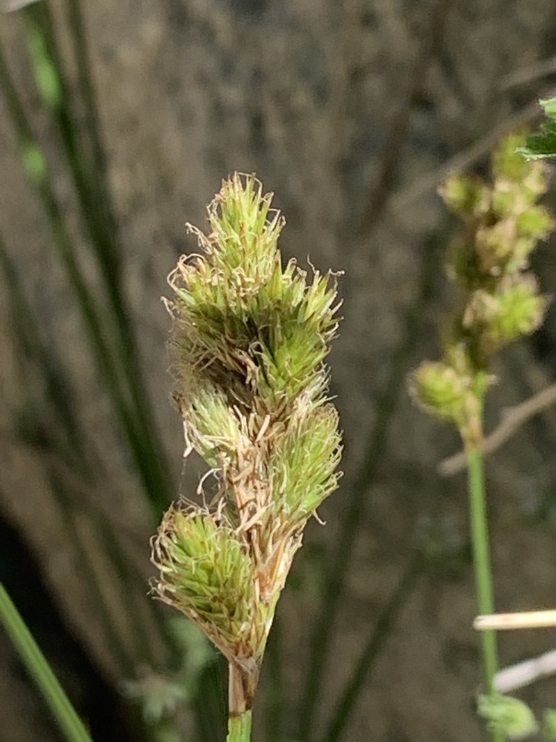 Fragile Sheath Sedge photo 5