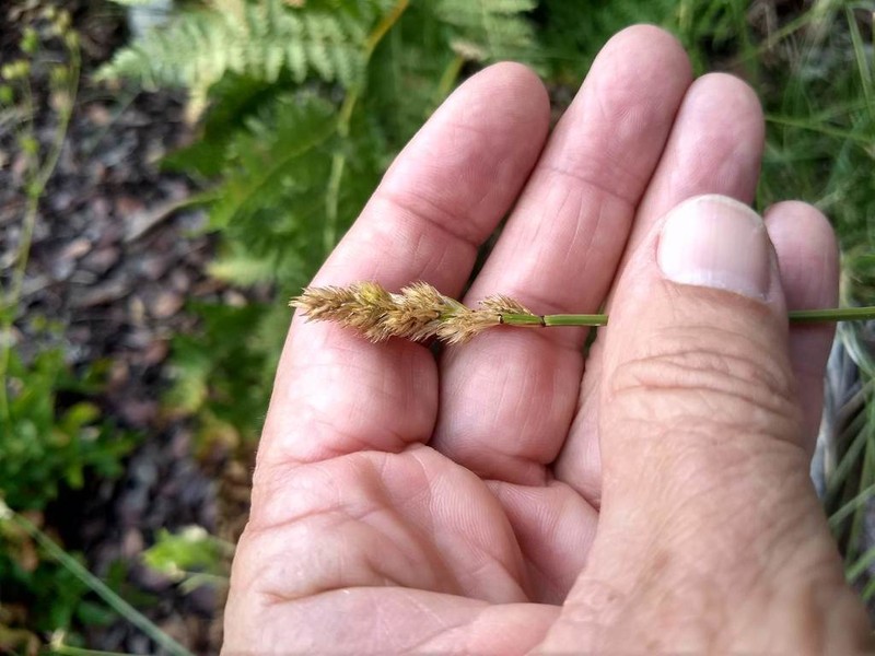 Fragile Sheath Sedge photo 7