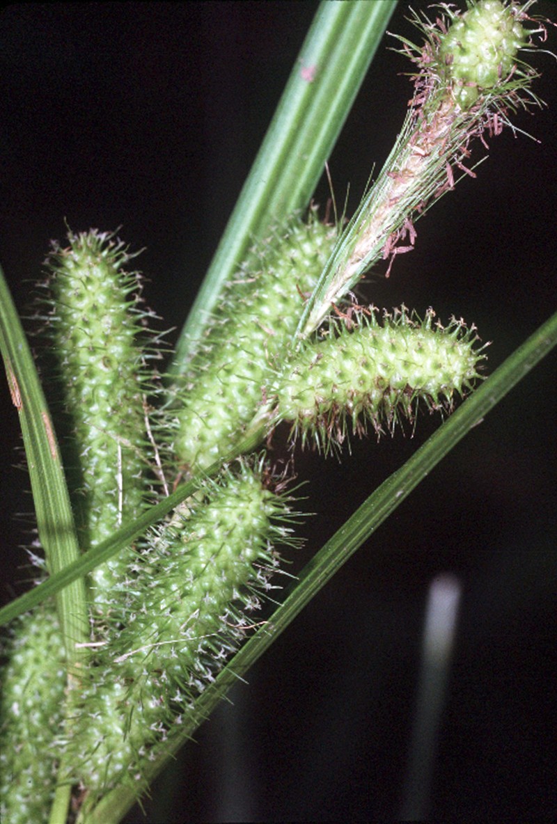 Frank's Sedge