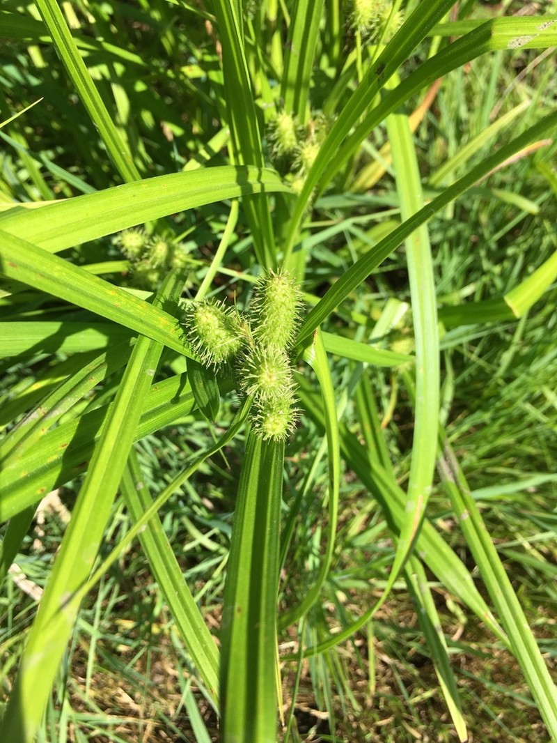 Frank's Sedge photo 4