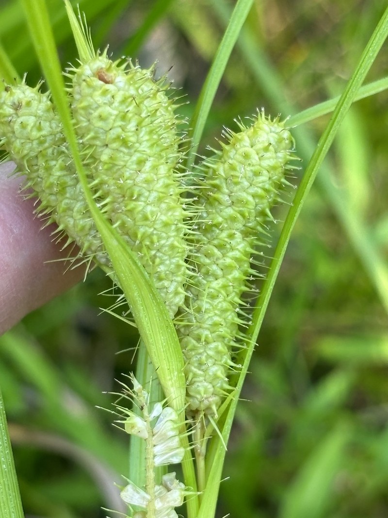 Frank's Sedge photo 5