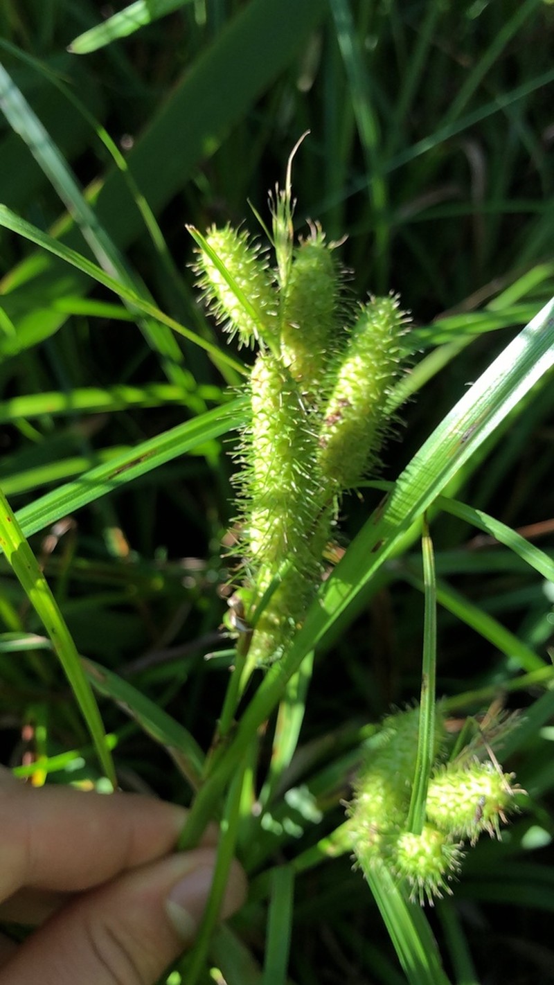 Frank's Sedge photo 6