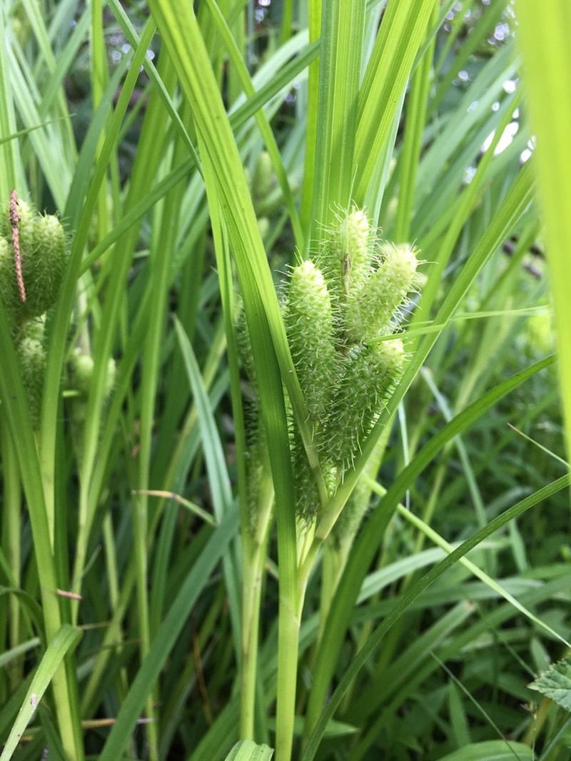 Frank's Sedge photo 7