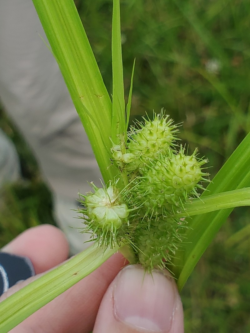 Frank's Sedge photo 8