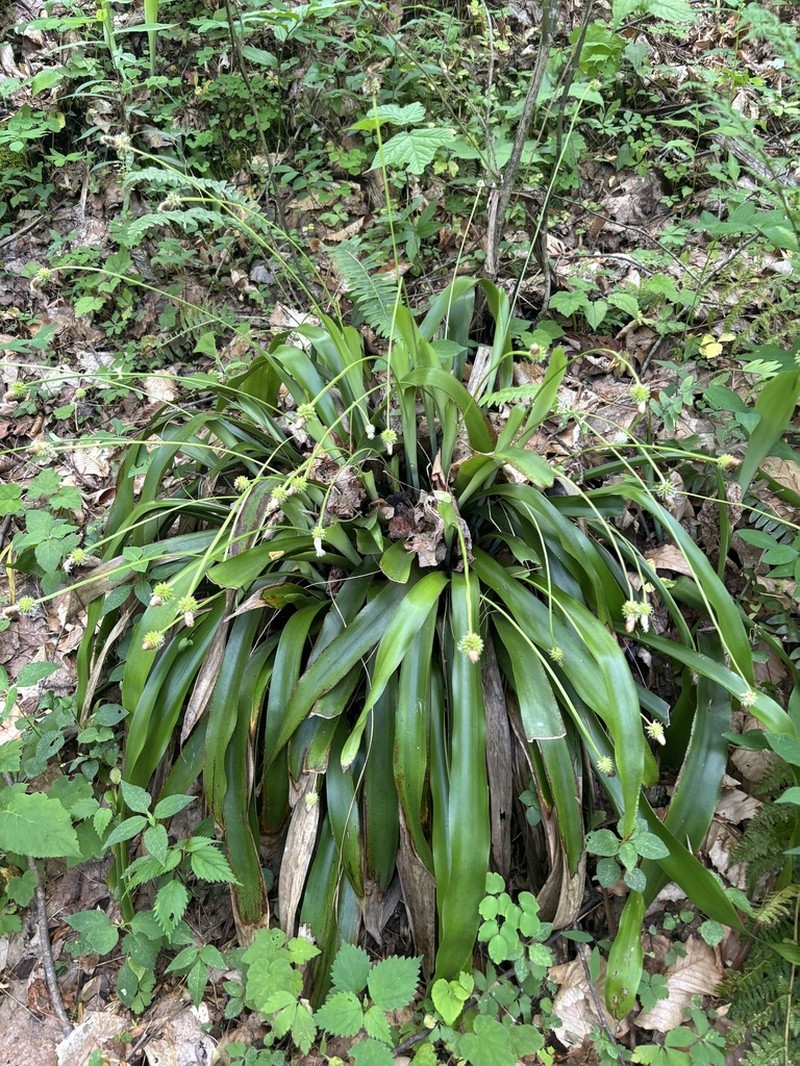 Fraser's Cymophyllus photo 2