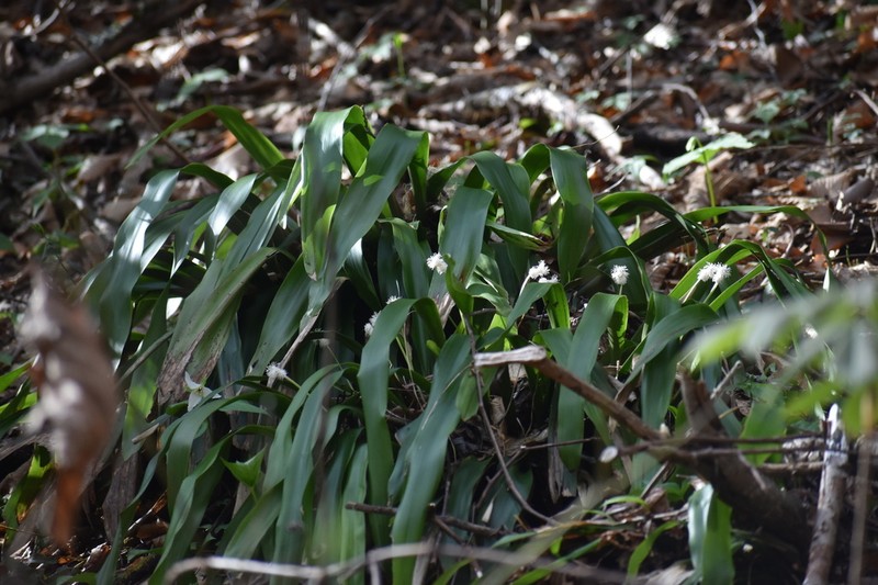 Fraser's Cymophyllus photo 3