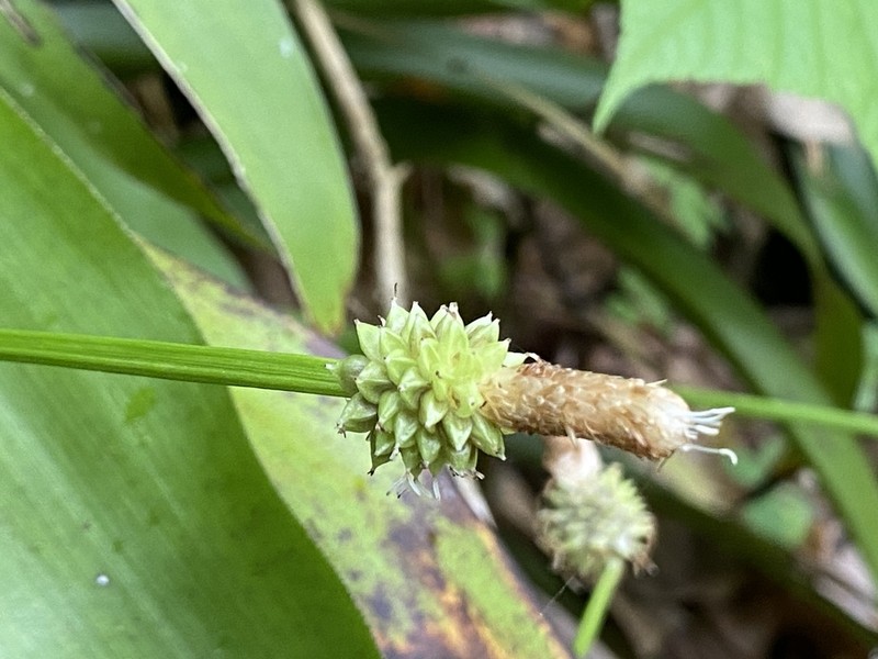 Fraser's Cymophyllus photo 4