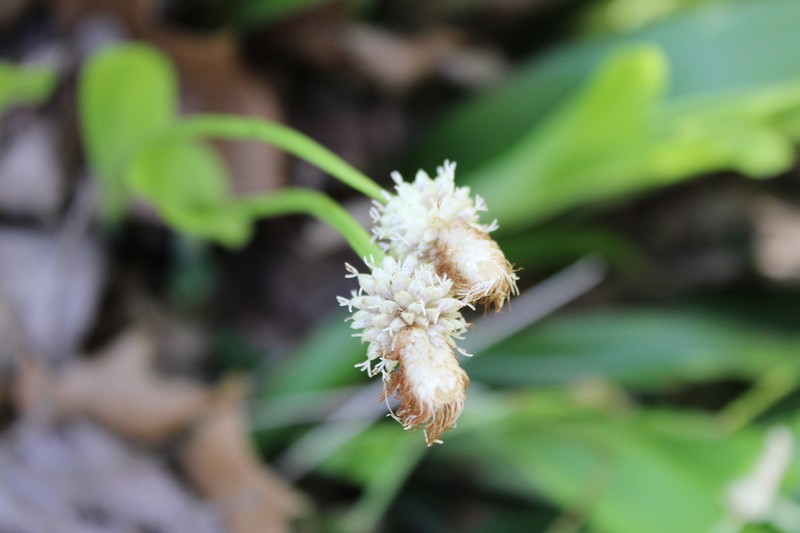 Fraser's Cymophyllus photo 5