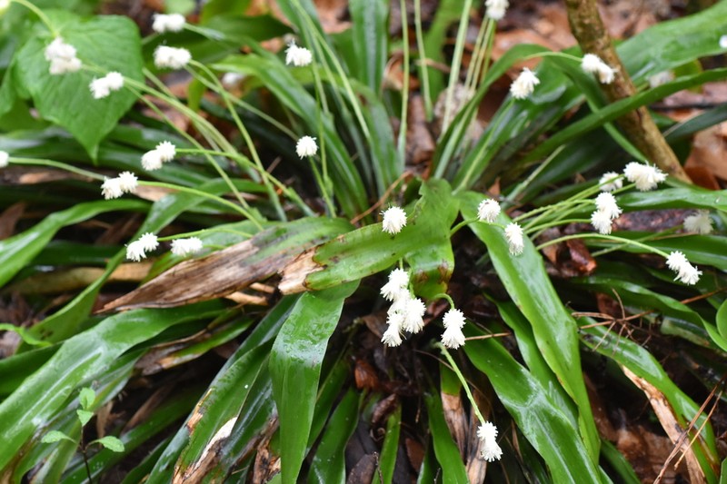 Fraser's Cymophyllus photo 6