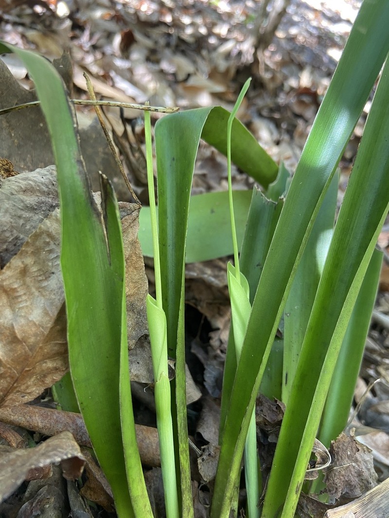 Fraser's Cymophyllus photo 7