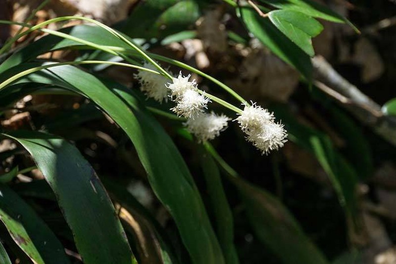 Fraser's Cymophyllus photo 8