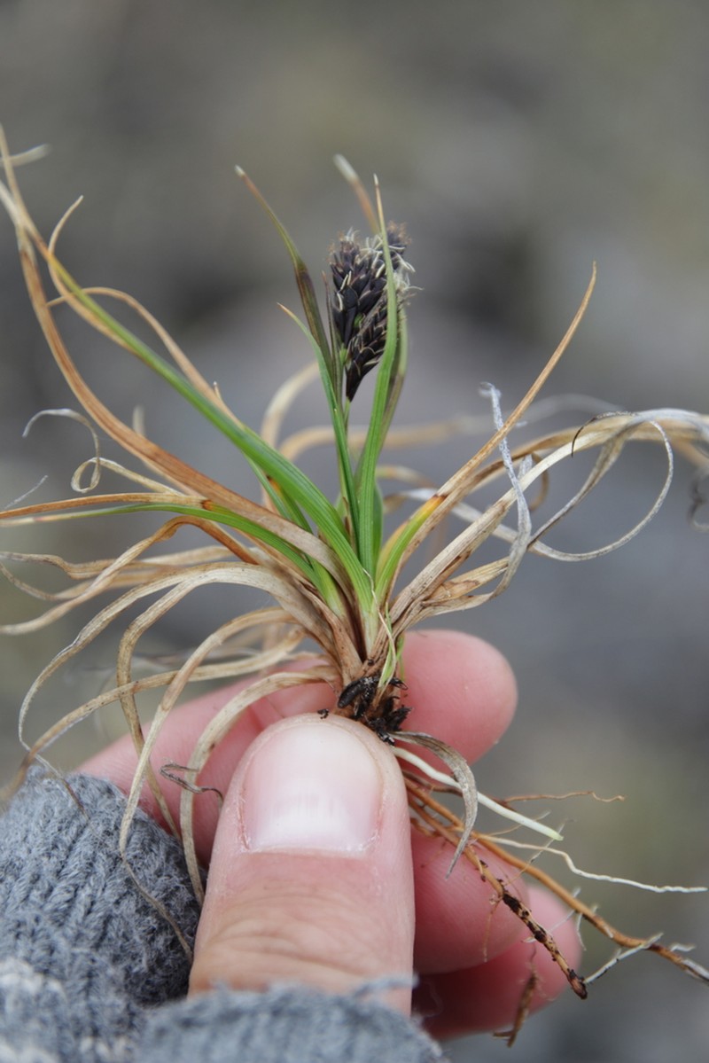 Shortleaved Sedge photo 2