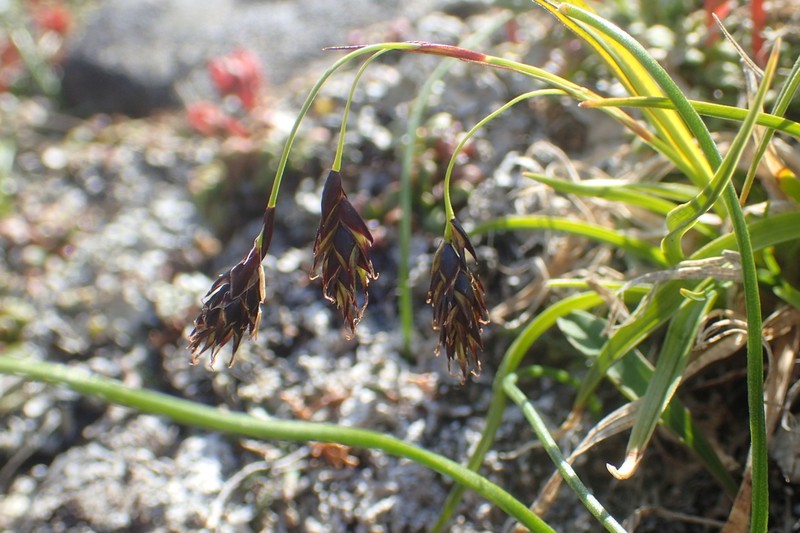 Shortleaved Sedge photo 3