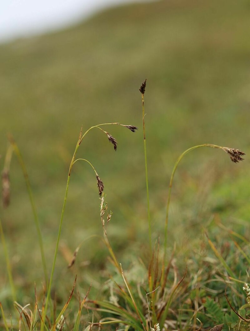 Shortleaved Sedge photo 4