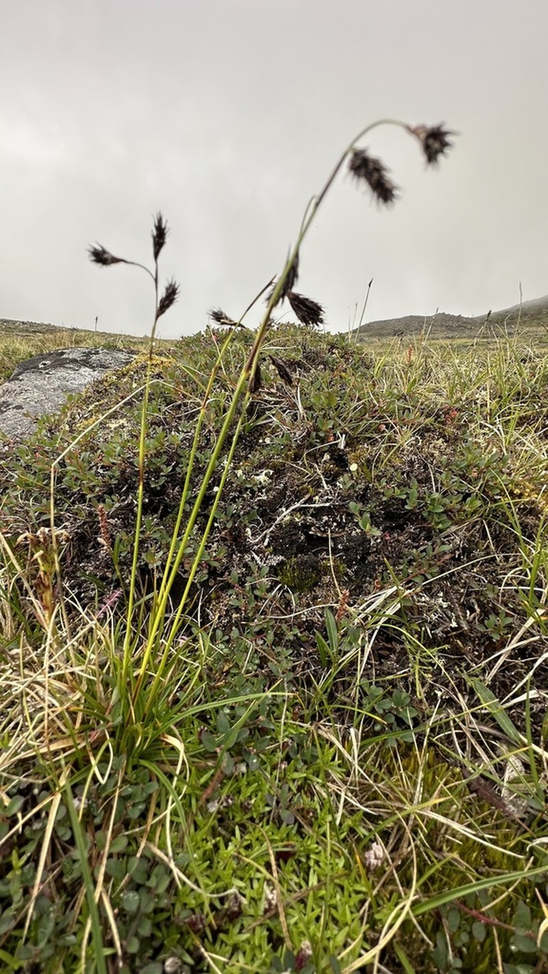 Shortleaved Sedge photo 5