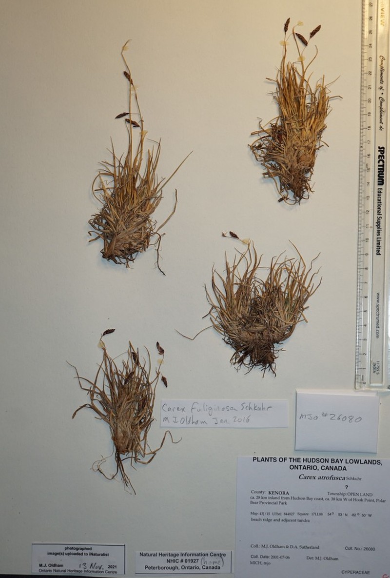Shortleaved Sedge photo 6