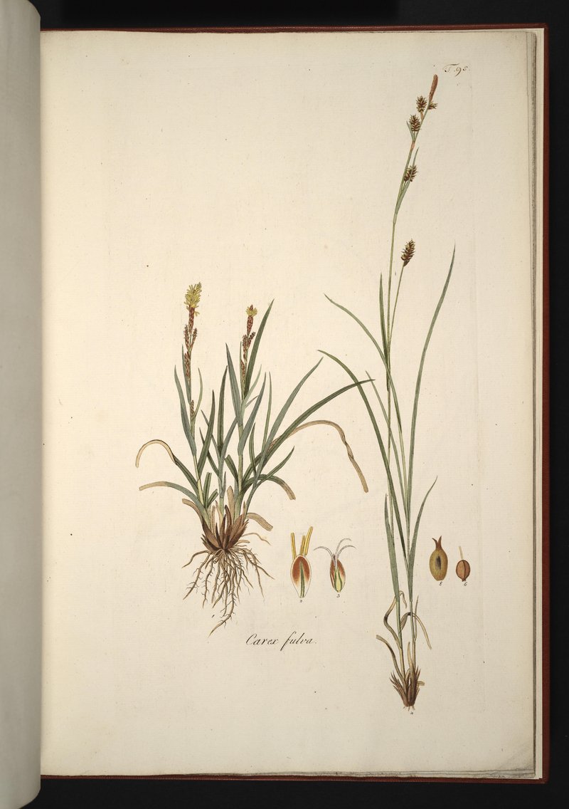 Sedge photo 4